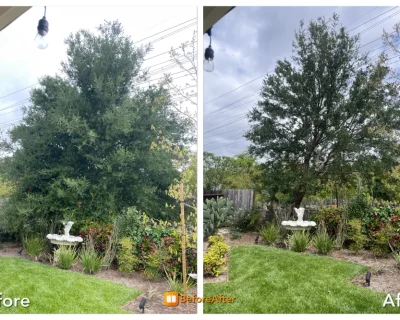 Oak-Tree-Trimming-2